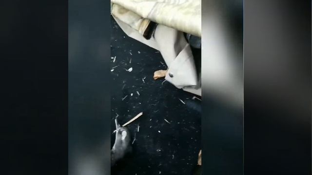 Minnesota Duck Hunting Recap 2019 смотреть онлайн