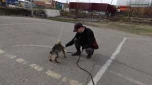 Социализация щенка