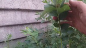 Пятна на побегах голубики! Что делать ?
