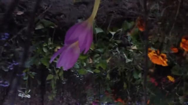 Бессмертник смотреть онлайн