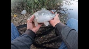 Платное озеро Белый дом. Карповое рыбалка. Carp fishing. Балық аулау. Рыбалка 2021