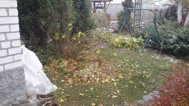 28.10.2017 Укрытие плетистой розы на зиму в подмосковье.