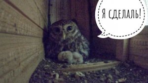 Домовые сычи Майка и Каспер стали родителями! У сов @MaMa1ka вылупился совёнок!