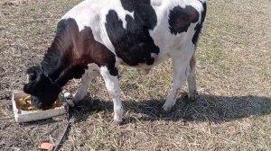 Откорм бычков,чем кормим быков в 5 месяцев часть 2.