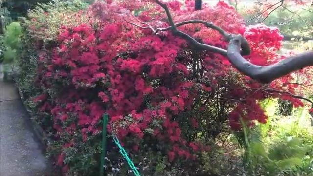 Цветущий сад в начале мая Как в сказке!!! Франция смотреть онлайн