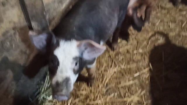 Чем я кормлю свиней и поросят. Наши тёлки и корова. Привезли солому. смотреть онлайн