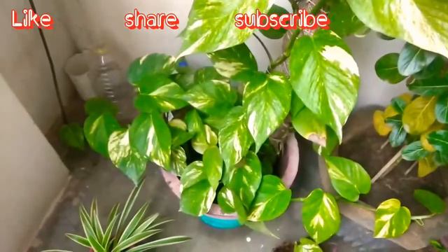 Money Plant Growth Fertilizer / Fast Grow tips for plants ( Gardening tips) смотреть онлайн