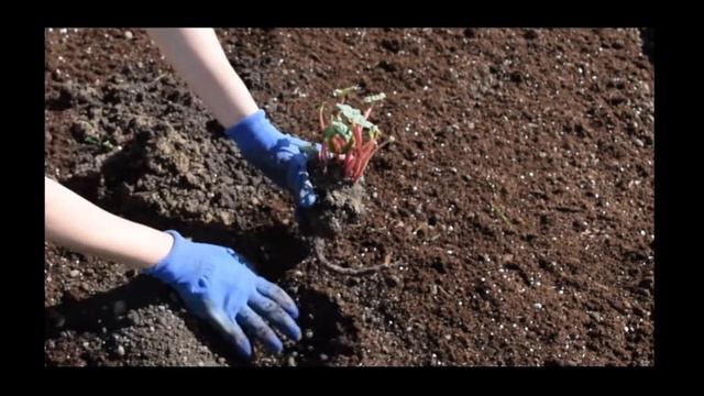 Companion Planting - Part 3 | What Grows Well with Rhubarb & Asparagus? | + Updates Around the Yard смотреть онлайн