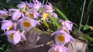 DENDROBIUM LODDIGESSII. ЦВЕТЕНИЕ ОРХИДЕЙ.. ГИБРИД ЭНЦИКЛИИ.. ДЕНДРОБИУМ