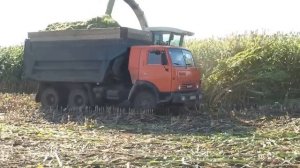 Скошування сорго на силос