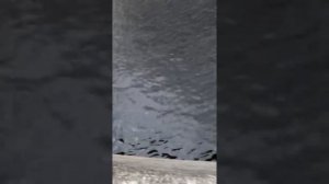 ловля судака на Неве Санкт-Петербург.  Нева.