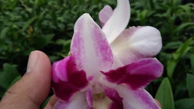 PROMO PAKET MANJA. DENDROBIUM BUNGA BESAR, WHITE ANGEL DAN KING DRAGON, RP 110.000 WA. 0889 5125 55 смотреть онлайн