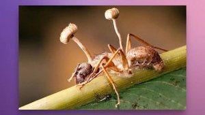 Зомби-гриб Кордицепс в реальном мире и сериале The Last of Us