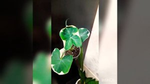 Ксантозома Микки Маус