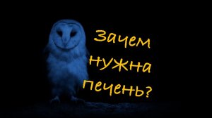 Зачем нужна печень?