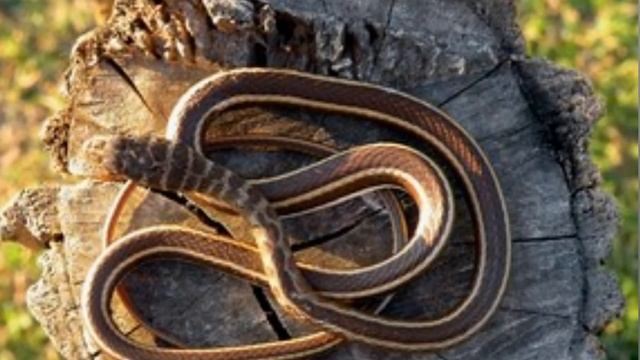 25 сентября праздник Артамонов день . Змеиный праздник. Главные правила и запреты. Именинники дня.