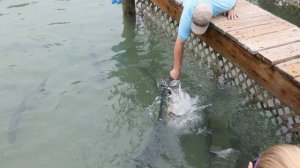 Кормление тарпонов (tarpon feeding)