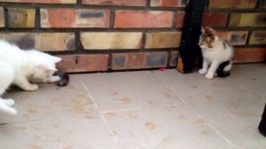 Учебно-тренировочная мышка для котят