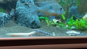 Полиптерусы в аквариуме 450 литров