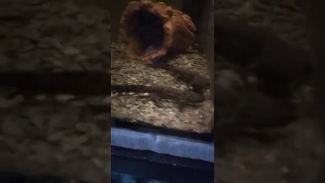 Мы хотим купить рыбок.mp4 смотреть онлайн