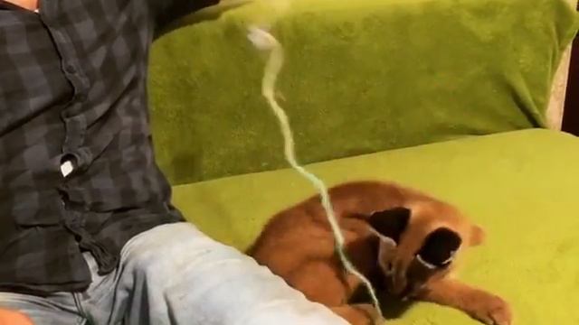 Котёнок каракал играет со шнурком)) Caracal playing with lace смотреть онлайн