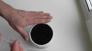 венерина мухоловка дионея Dionaea выращивание дома эксперимент часть 1