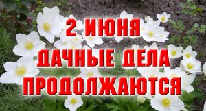 2 июня. Подкармливаю гортензии и розы.mp4