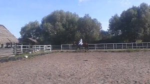 выездка на лошади-соревнования