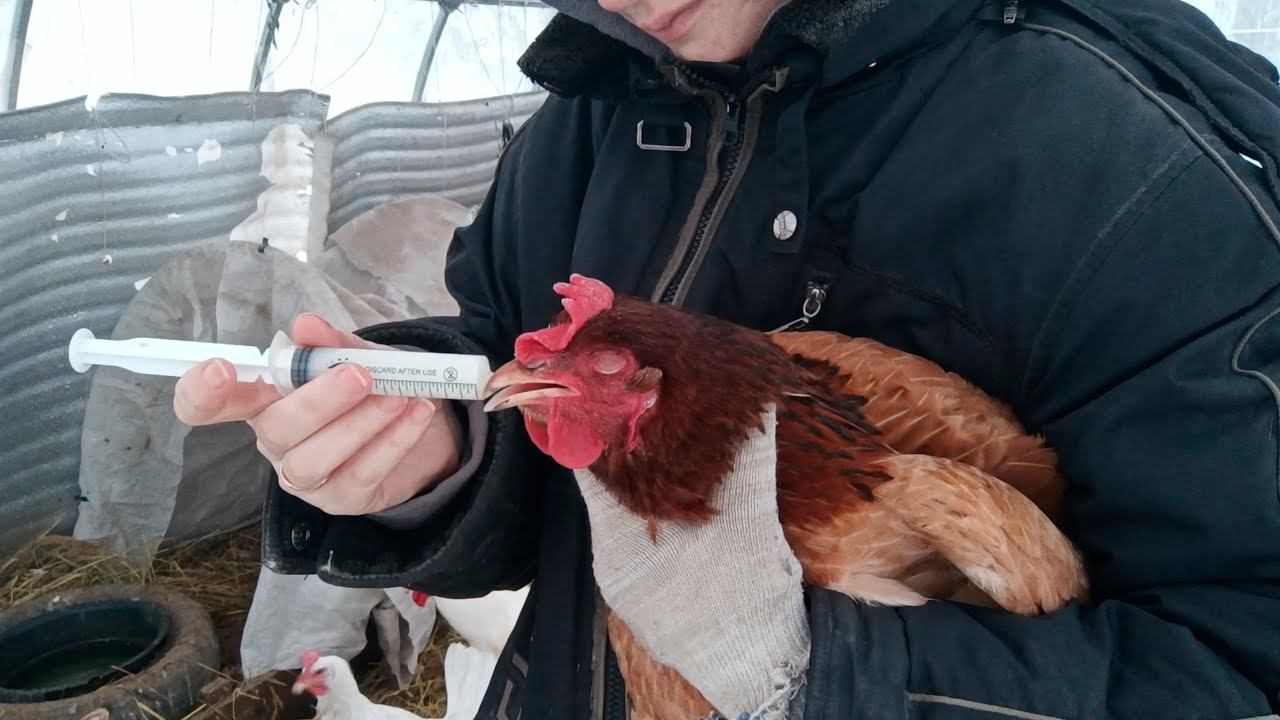 Заболела курица! Чем лечить? Результат за 1 день.