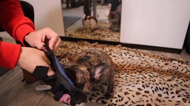 Как избавиться от шерсти от французского бульдога смотреть онлайн