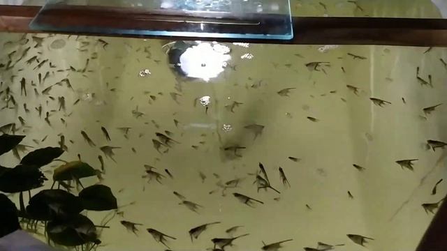 Скалярия Рио Нанай , выращивание малька. Немного рекламы. смотреть онлайн