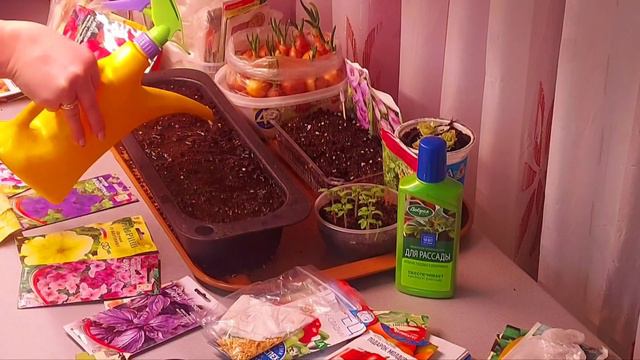 30 января Лен обл.Посев петунии и базилика.Немного о покупке семян.Рассада#сезон23#петуния#базилик# смотреть онлайн