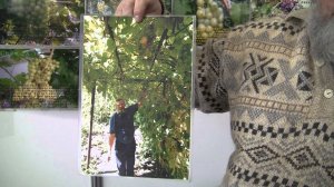 Виноград северных широт Виноградарь Сергеев