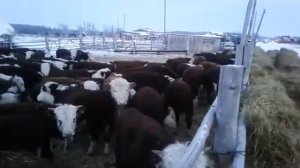 Бычки герефорд на откорм