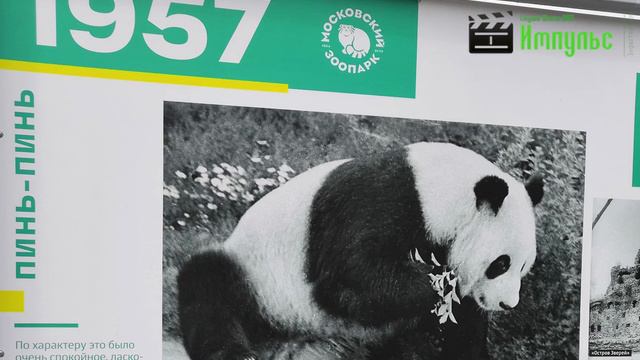 Панды в московском зоопарке смотреть онлайн