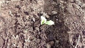 Проверено!!!Супер средство для быстрого роста огурцов в открытом грунте!