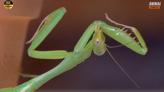 Богомолы 🦗 интересные факты о которых вы могли не знать #богомол #животные #хищники #дикая_природа