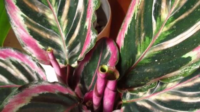 Сохнут и скручиваются листья у Калатеи, почему и что делать! смотреть онлайн