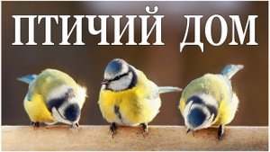 Птичий Дом в доме, где живет Кот :-)