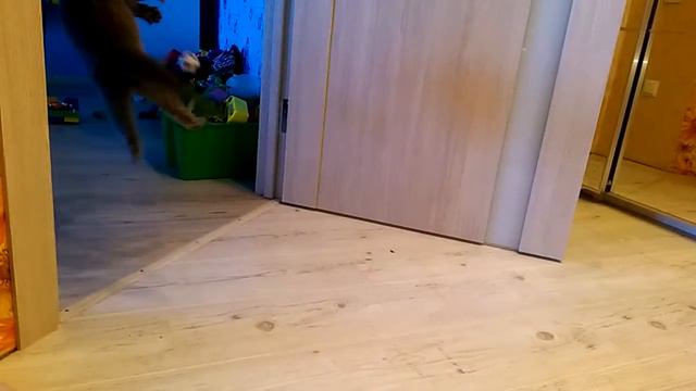 Котик Степа ловит мяч смотреть онлайн