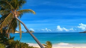 Пляж с пальмой и морской прибой для релакса и быстрого сна.