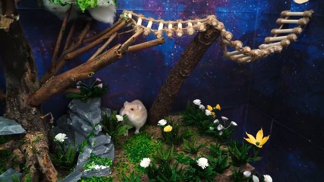 The Best Hamster Challenges - Hamsterious Escape The Awesome Maze смотреть онлайн