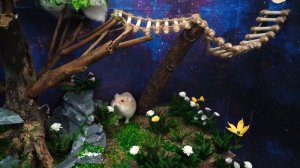 The Best Hamster Challenges - Hamsterious Escape The Awesome Maze