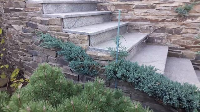 #topiary #хвойные #хочуврек #топиар #ниваки #стрижкахвойных #топиарнаястрижкахвойных смотреть онлайн