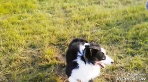 Прогулка моих собак. Выходные на даче. Австралийская овчарка и шнауцер