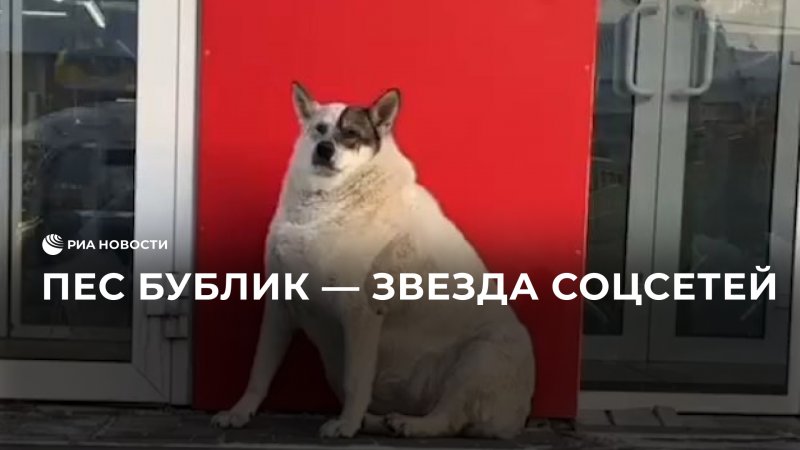 Пес Бублик — звезда соцсетей