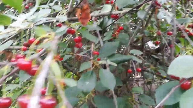 Сбор урожая ягод ))) Погода замечательная))) Ветрено))) смотреть онлайн