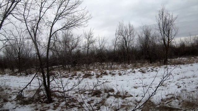 Русская пегая гончая охота на шакала РПГ 