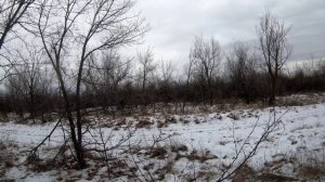 Русская пегая гончая –охота на шакала #РПГ #