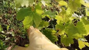 Осенняя обработка виноградника от мильдью